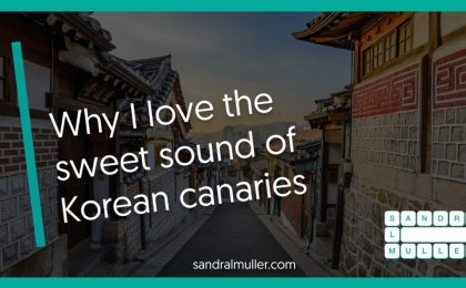 Why I love the sweet sound of Korean canaries